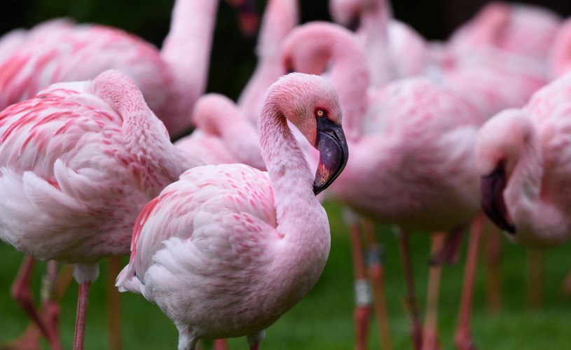 Flamingos at WWT Slimbridge Wetland Centre